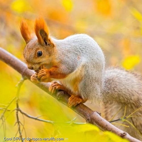 Squirrel-Eating-Food-On-Tree-Display-Picture