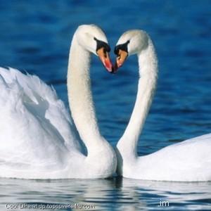 Swans-Couple-In-Water-Display-Picture