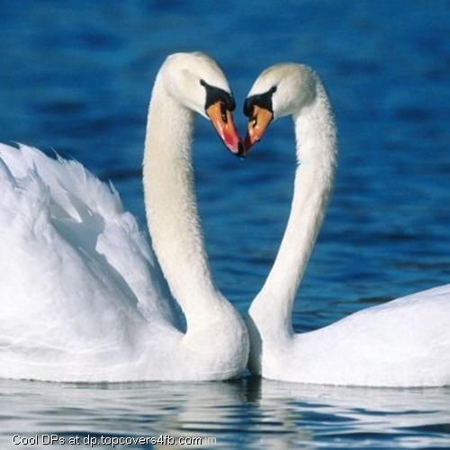 Swans-Couple-In-Water-Display-Picture