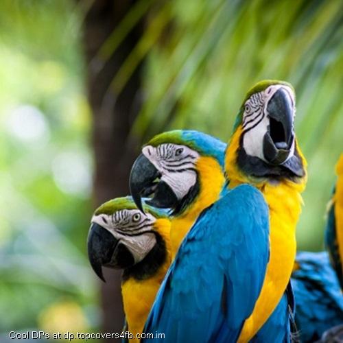 Sweet-Macaw-Parrots-Display-Picture