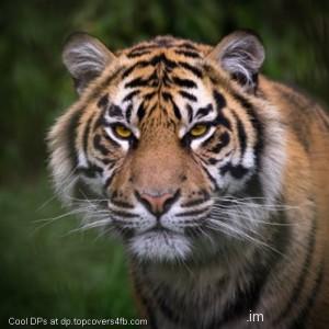 Tiger-Face-And-Eyes-Display-Picture