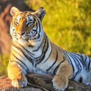 Tiger-Sight-Green-Display-Picture