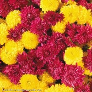 Two-Color-Flower-Display-Picture