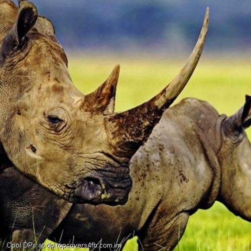 Two-Horned-Rhino-Display-Picture