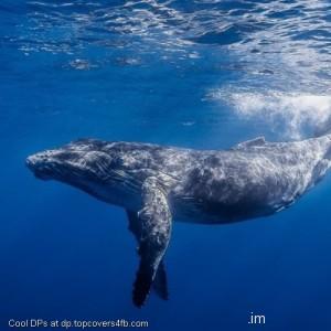 Underwater-Largest-Whale-Display-Picture