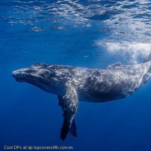 Underwater-Largest-Whale-Display-Picture