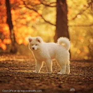 White-Dog-View-Display-Picture