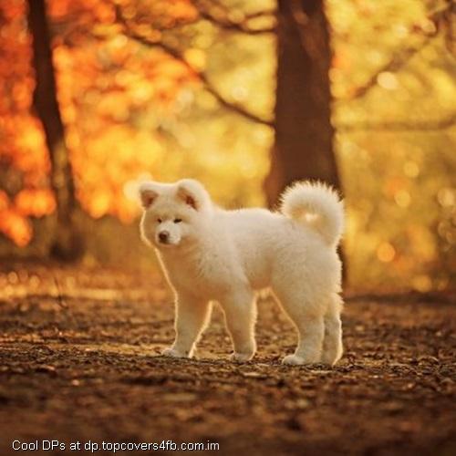 White-Dog-View-Display-Picture