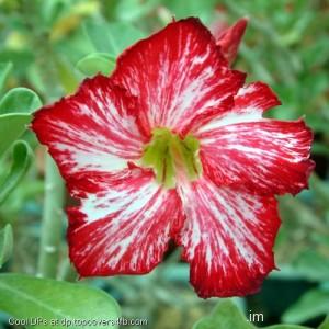 White-Line-Flower-Display-Picture