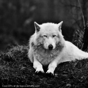 White-Wolf-And-Dark-Forest-Display-Picture