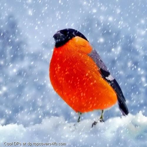 Winter-Bullfinch-Display-Picture