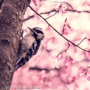 Woodpeckers-Tree-Spring-Display-Picture