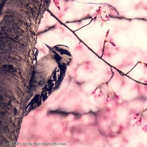 Woodpeckers-Tree-Spring-Display-Picture
