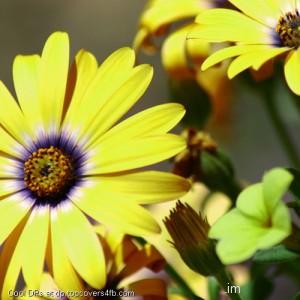 Yellow-Flower-Display-Picture