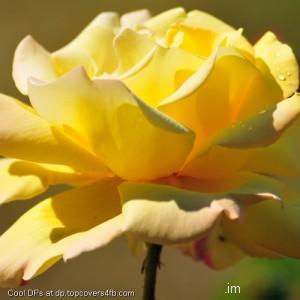 Yellow-Rose-Picture-Display-Picture