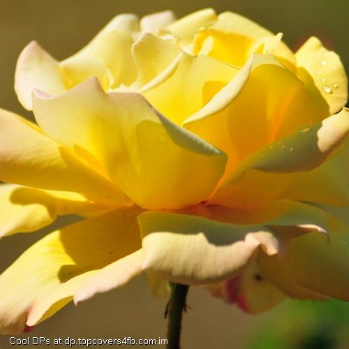 Yellow-Rose-Picture-Display-Picture