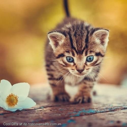 Blue-Eyes-Kitten-And-Flower-Display-Pictures