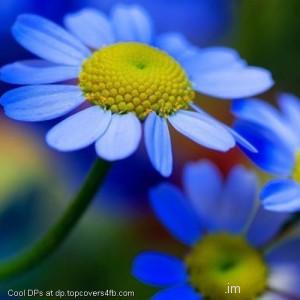 Blue-Flowers-Petals-Display-Pictures