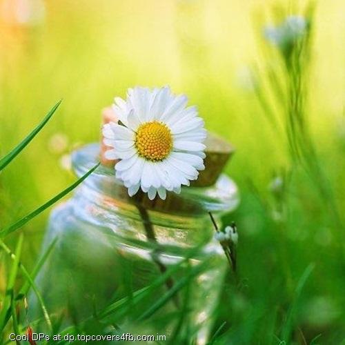 Bottle-White-Lilly-Display-Picture