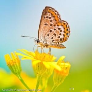 Butterfly-Sitting-At-Yellow-Flowers-Display-Pictures