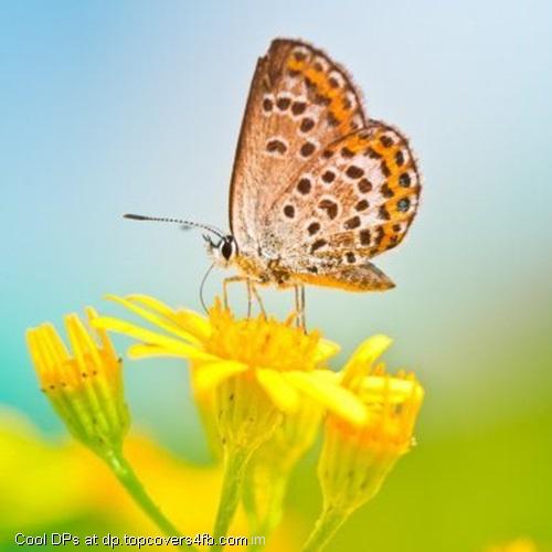 Butterfly-Sitting-At-Yellow-Flowers-Display-Pictures