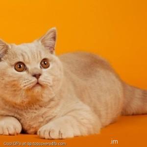 Cat-Orange-Background-Display-Picture