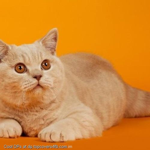 Cat-Orange-Background-Display-Picture