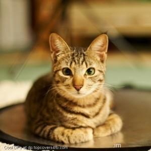 Cat-Room-Rest-Display-Picture