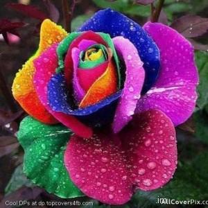 Colorful-Petals-Flower-Display-Picture