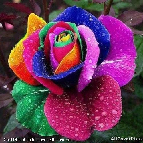 Colorful-Petals-Flower-Display-Picture