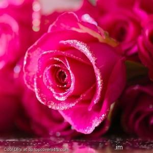 Dark-Pink-Roses-Display-Picture