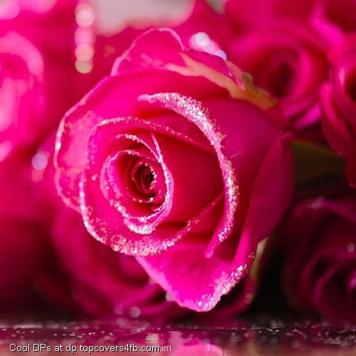 Dark-Pink-Roses-Display-Picture