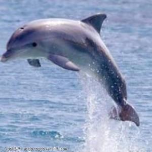 Dolphin-Kristian-Display-Picture