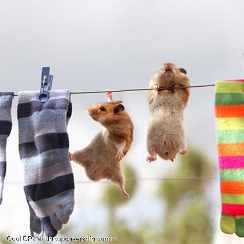 Hang-There-Pets-Display-Picture