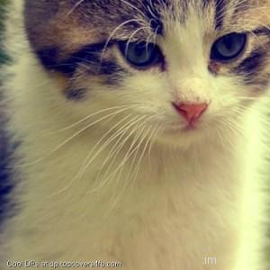 Kitten-Look-Display-Picture