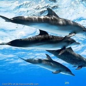 Ocean-Water-Dolphins-Display-Picture