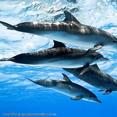 Ocean-Water-Dolphins-Display-Picture