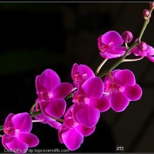 Pink-Flower-Display-Picture