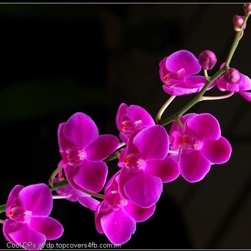 Pink-Flower-Display-Picture