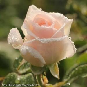 Pink-Rose-Flower-Display-Picture