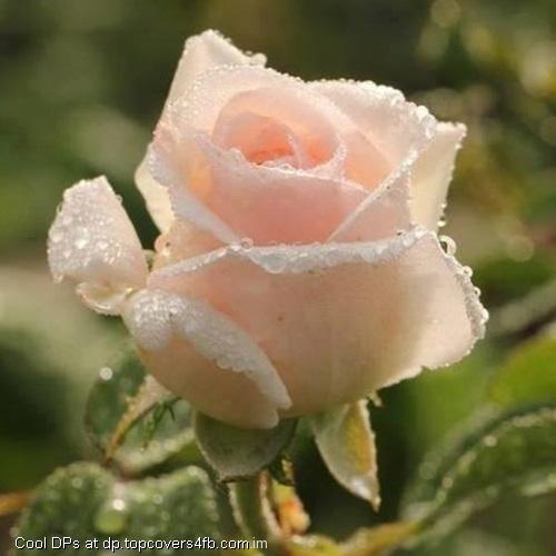 Pink-Rose-Flower-Display-Picture