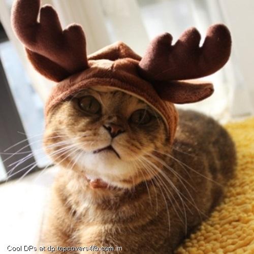 Reindeer-Kitty-Display-Picture