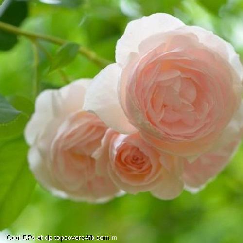 Roses-Leaves-Macro-Display-Picture