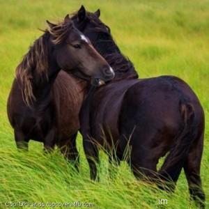 Two-Black-Horse-In-Grass-Display-Picture