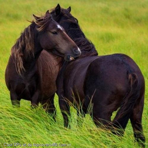 Two-Black-Horse-In-Grass-Display-Picture