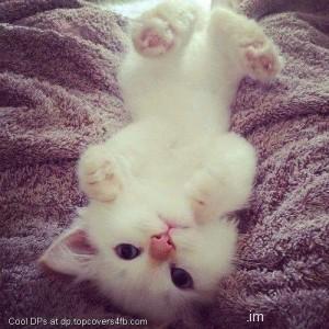 Upside-Down-White-Cat-DisplayPicture
