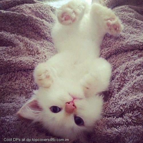 Upside-Down-White-Cat-DisplayPicture