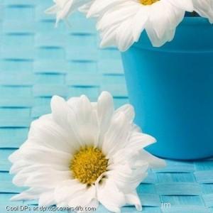 White-Lilly-Flower-Display-Picture