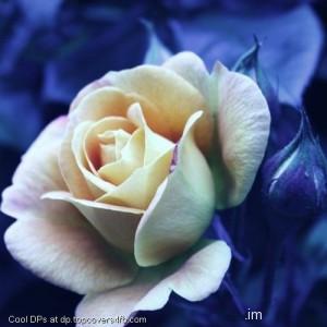 White-Rose-Petals-Display-Picture