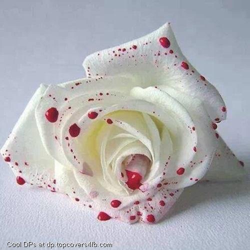 White-With-Drop-Of-Red-Display-Picture